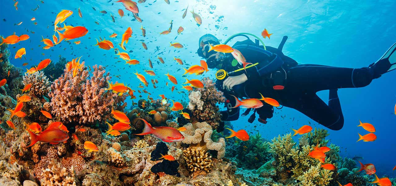 A scuba diver swimming with hundreds of orange fish above a colorful coral reef