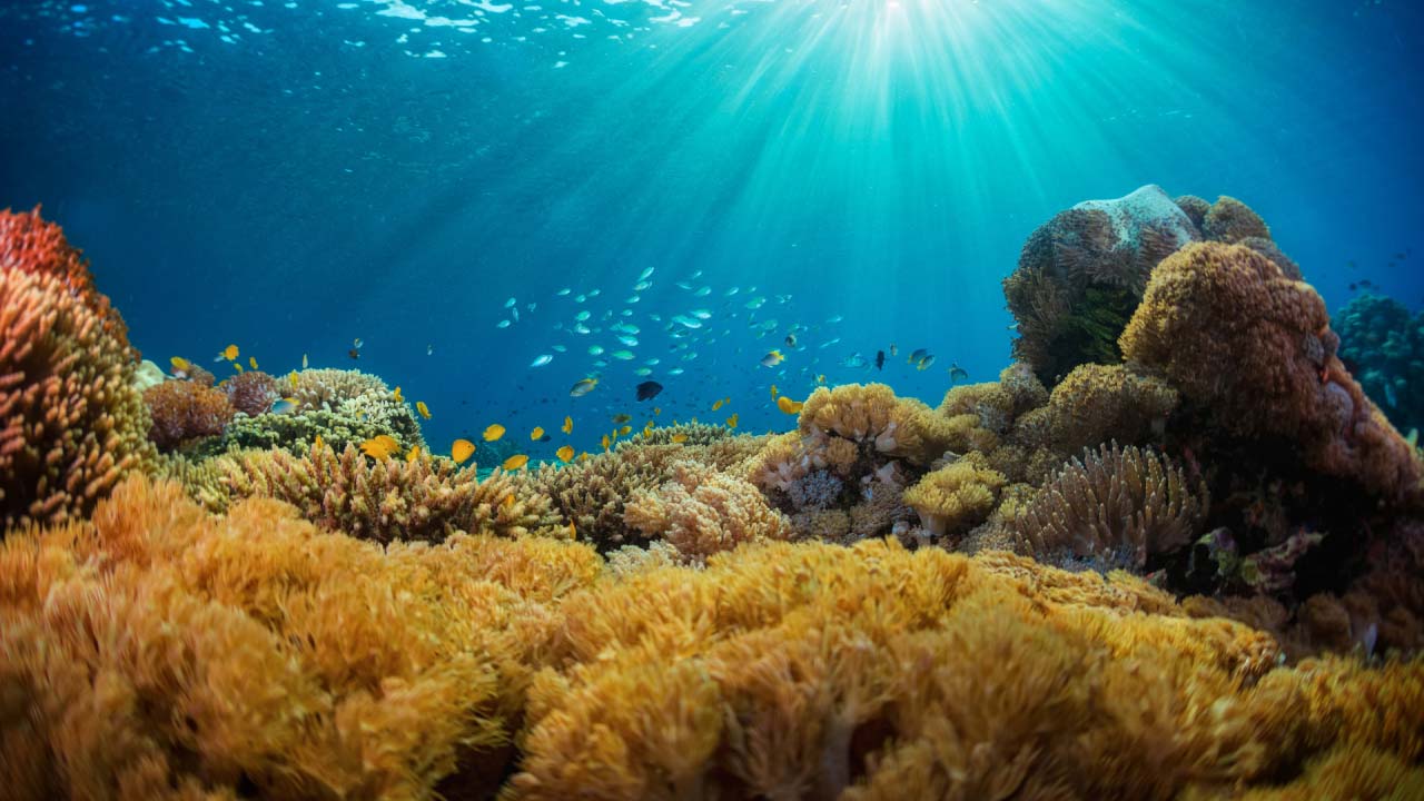 A yellow reef with small multispecies of fish swimming through it and sunlight streaming down through the clear blue ocean water