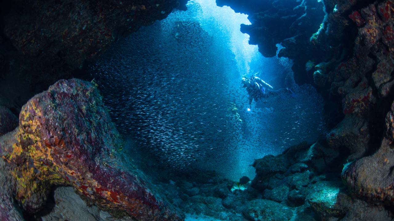 A scuba diver holding a flashlight and swimming through a light-filled cave with thousands of little fish swimming in a shoal