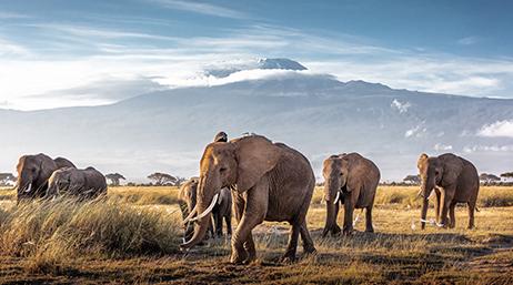 A herd of elephants in a field with mountains in the background