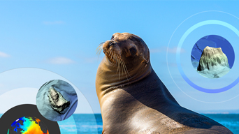 An image of a sea lion with the ocean in the background, overlaid with circular graphics