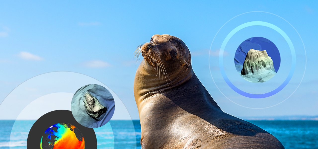 Uma foca marrom olhando por cima do ombro ao lado de um oceano ainda azul sob um céu azul claro, sobreposto com mapas menores de contorno do oceano e um mapa de calor da Terra