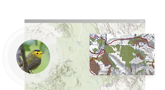 Mapa de curvas de nivel en verde pálido y blanco con otro mapa superpuesto en el que se muestran regiones de colores verde y marrón, y una imagen de primer plano de un pájaro amarillo y marrón pequeño