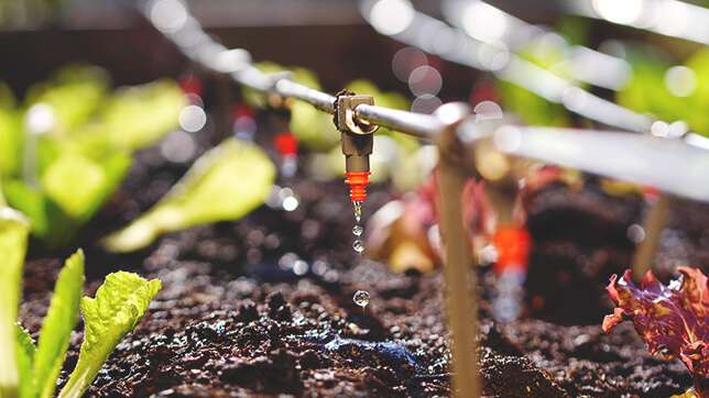 A close up photo of an irrigation system dripping slowly into dark soil surrounded by bright green sprouting plants