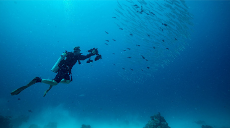 Underwater photograph of a deep-sea diver filming a school of fish