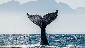 A whale’s tail above the surface of the ocean 