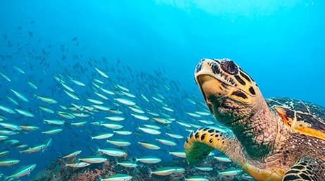 A sea turtle in the ocean with a school of fish in the background