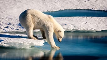 A polar bear in the Arctic surrounded by melting ice