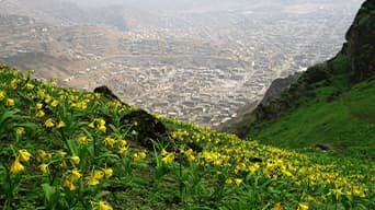 A hillside in Peru covered in small yellow flowers with a fog covered city in the background