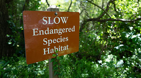 A forest with a brown sign that reads, “SLOW Endangered Species Habitat”