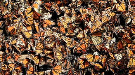 A cluster of monarch butterflies