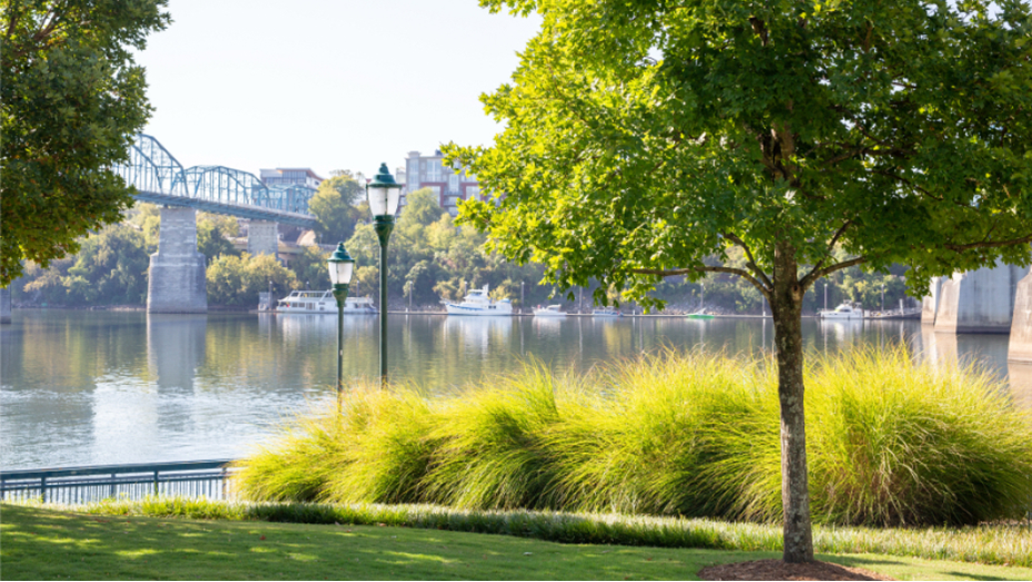 Vibrant park full of lush green trees and foliage with a bridge over a peaceful river in the background