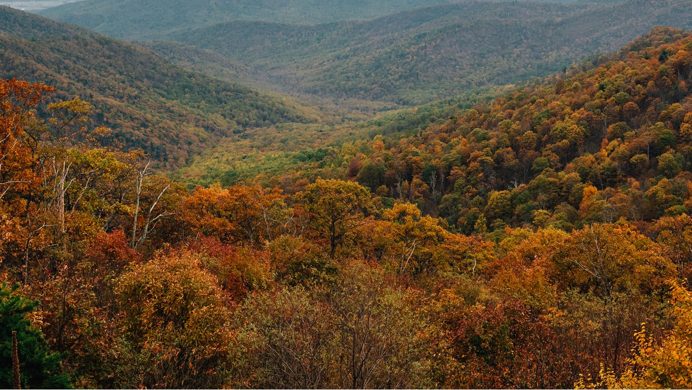 A sprawling forest with changing leaves