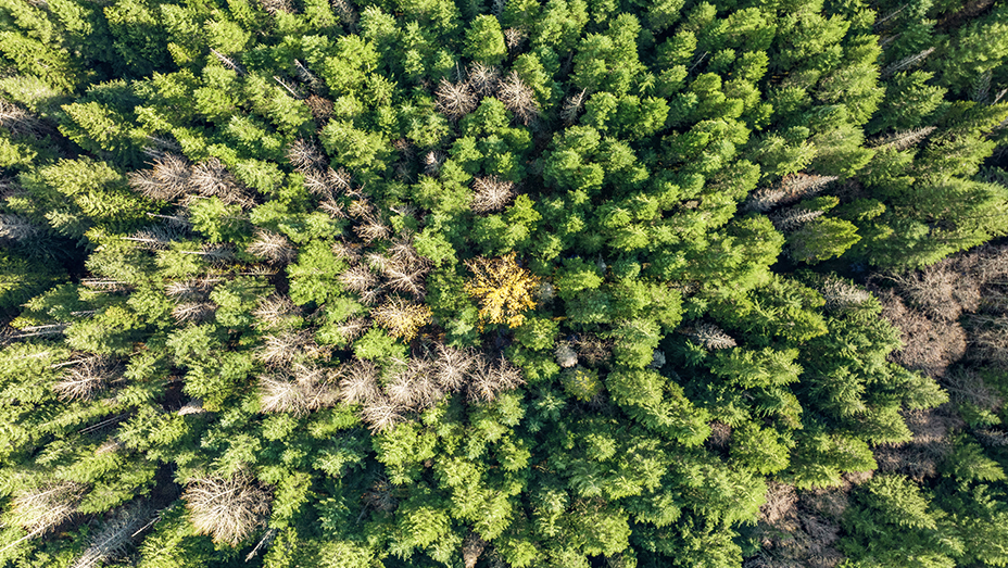A top-down view of an evergreen forest with some brown trees that have lost their foliage