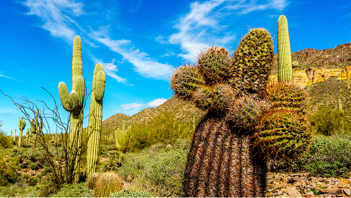 Cacti in Maricopa County, which is using ArcGIS technology to streamline geospatial data management
