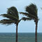 Palm trees blowing in the wind with an ocean in the background