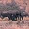 A small herd of gray elephants walking through a field of tan grasses