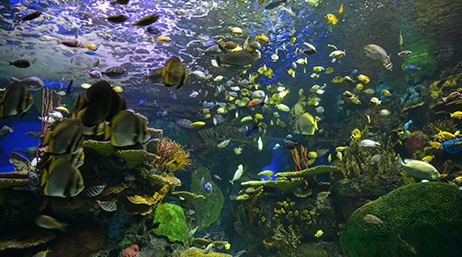 Barriera corallina piena di pesci e altra fauna acquatica