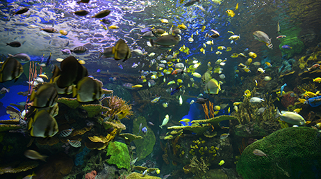 Arrecife de coral lleno de peces y otra fauna acuática