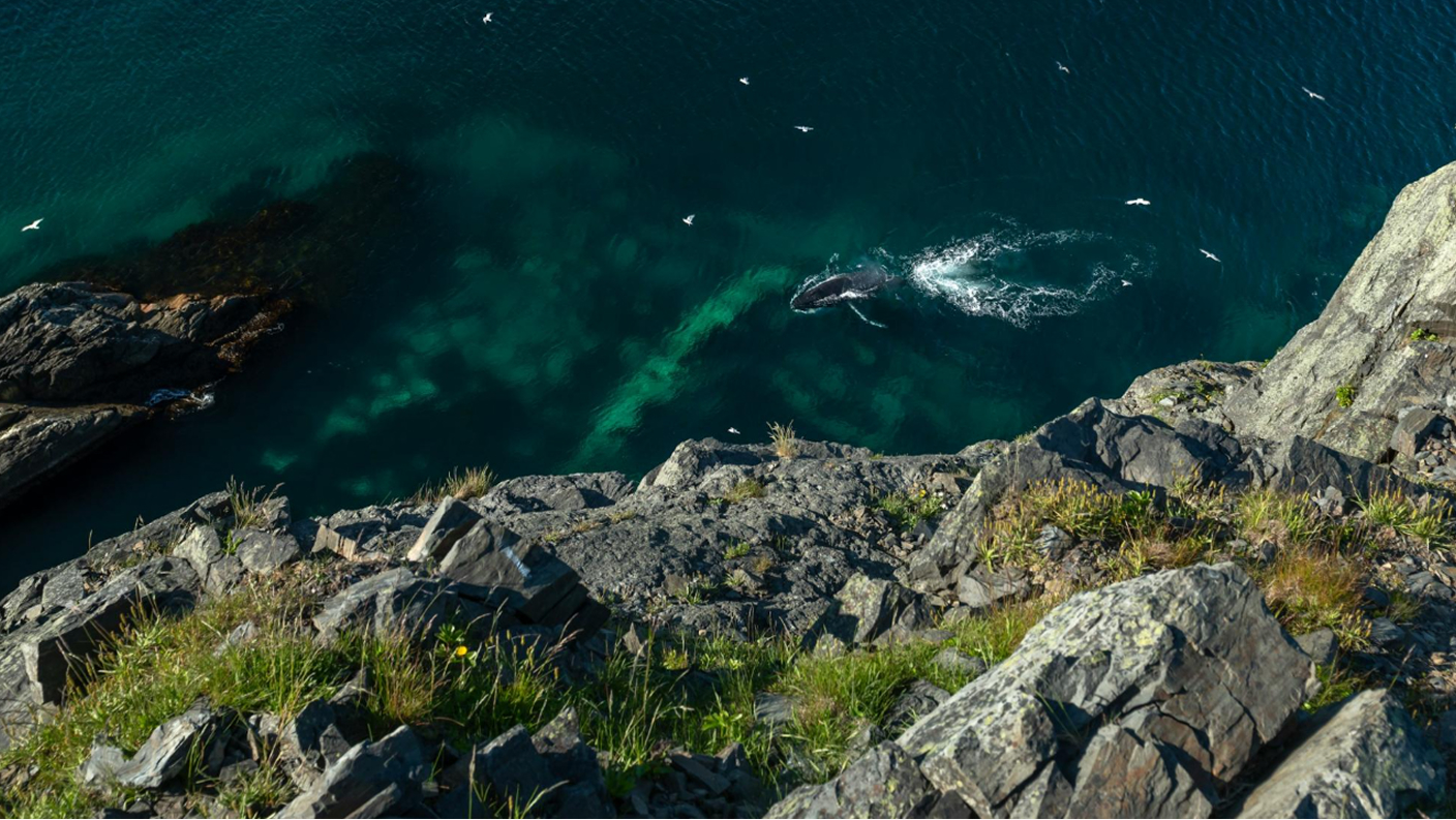 A Humpback Whale swims and splashes in deep aqua water along a rocky seashore