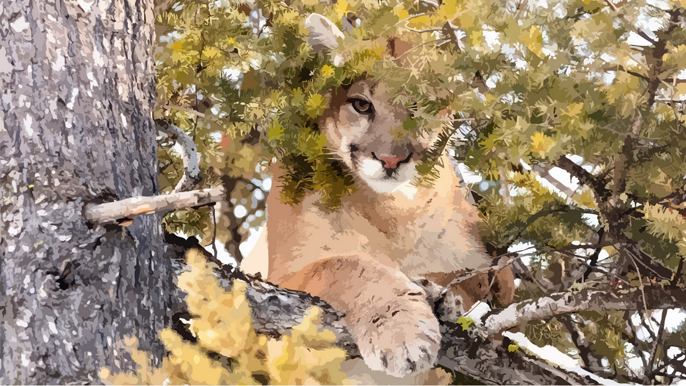 Painted graphic of a mountain lion sitting in a tree peering through leafy branches