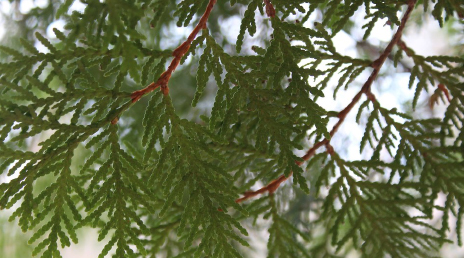 A close-up of a tree on a restoration site in Michigan