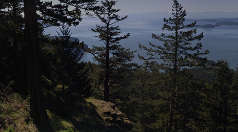 A forested hill in the San Juan Islands with the sea in the background