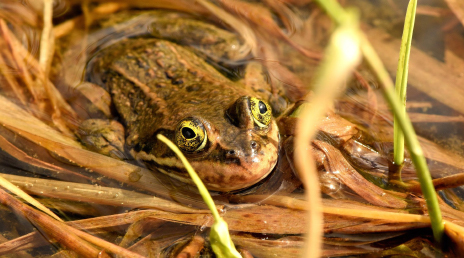 An Oregon spotted frog in its natural habitat, partially submerged in water and vegetation