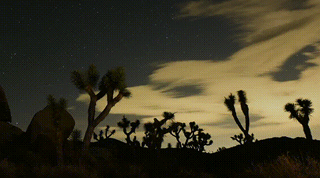 Joshua trees in the California desert at dusk