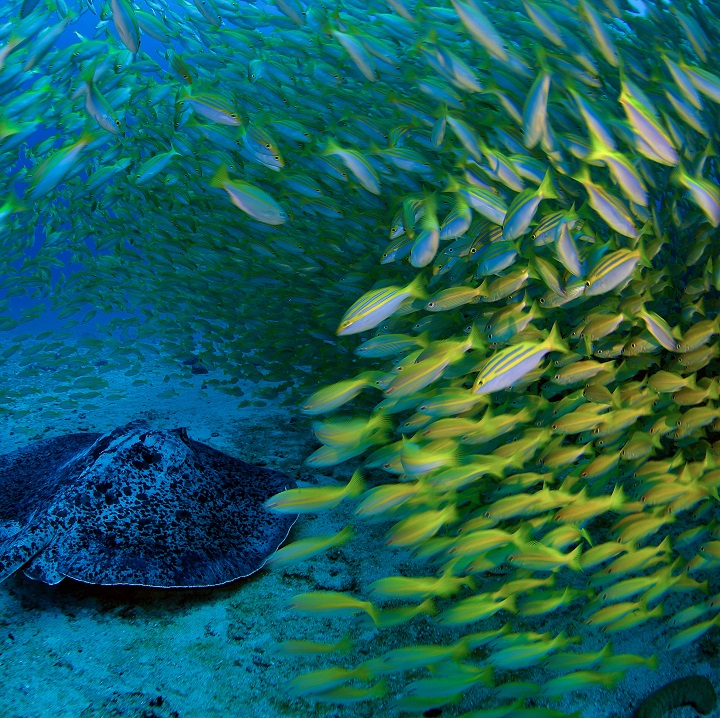 A stingray on the blue ocean floor surrounded by yellow fish