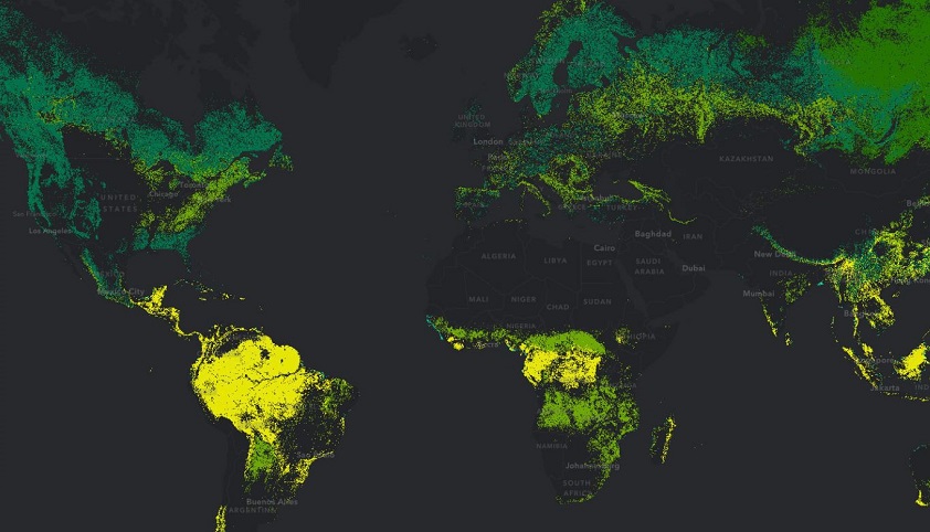 A green color map of the varying tree cover globally against a black background