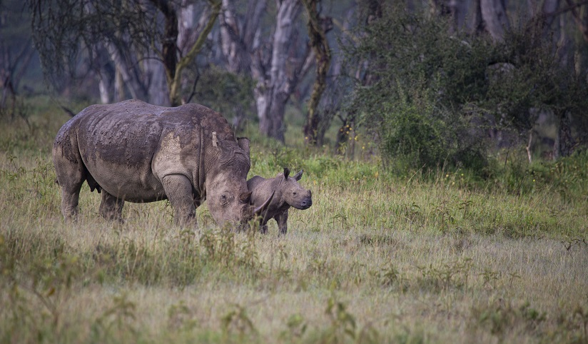 A mother and baby rhinoceros grazing in a green field with trees