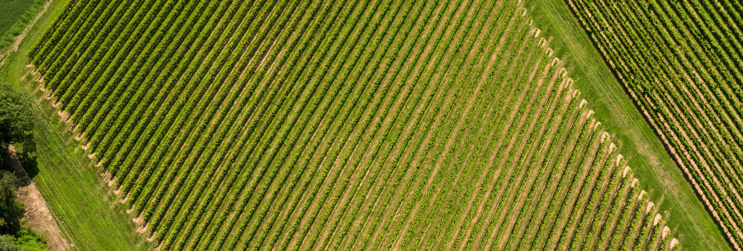 A birds-eye view of vast rows of bright green crops
