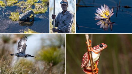 A collage of five regionally- themed photos including an elephant, bird, flower, frog, and person 
