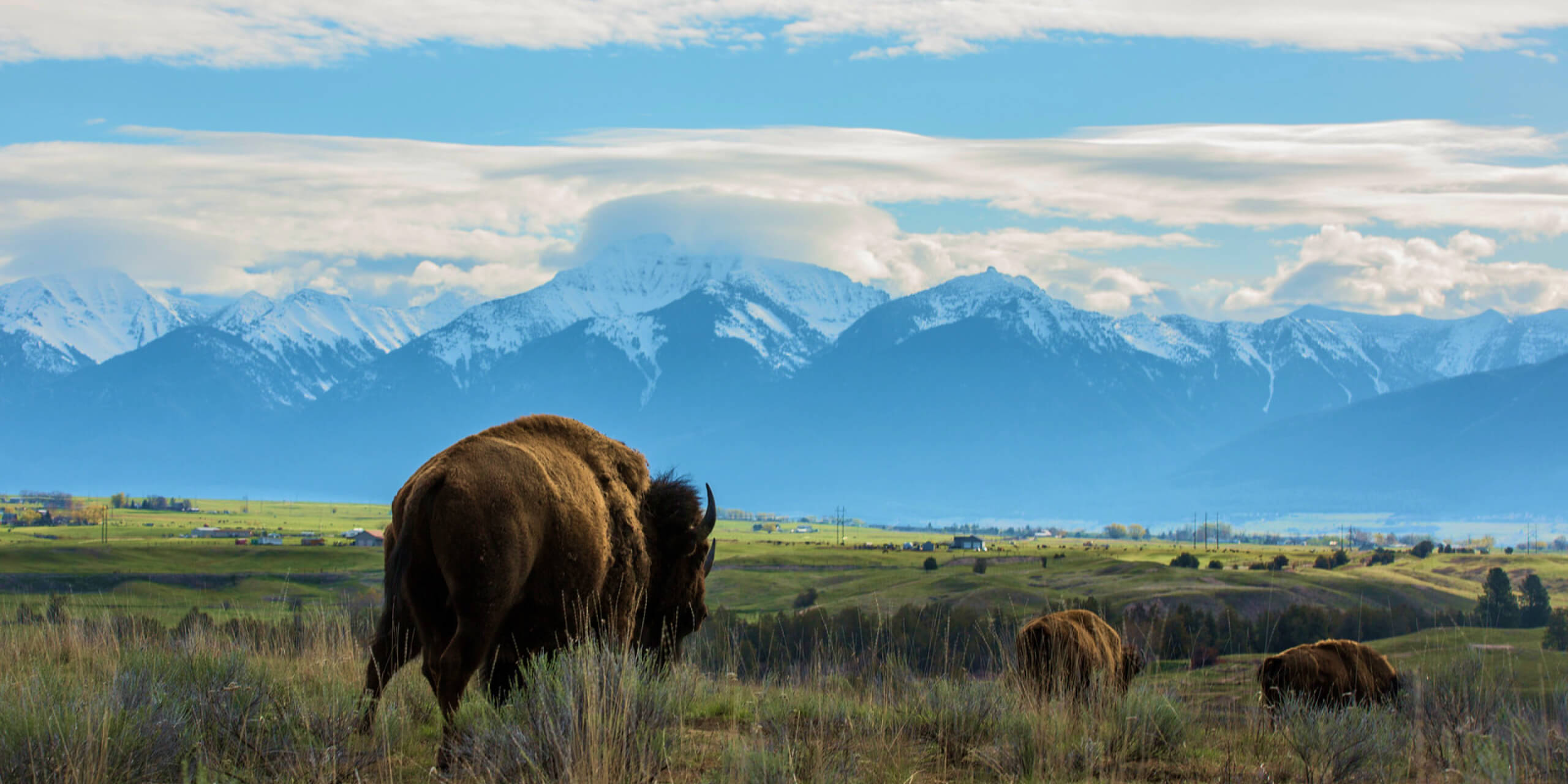 Several large brown buffaloes roaming in a vast green field with white snowcapped mountains in the background