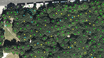 An aerial view of a cluster of green trees with scattered green dots representing a forest canopy