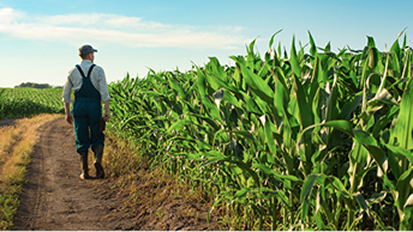 A person walking alongside the perimeter of a corn field