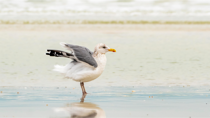 A seagull with wings spread near the shoreline 