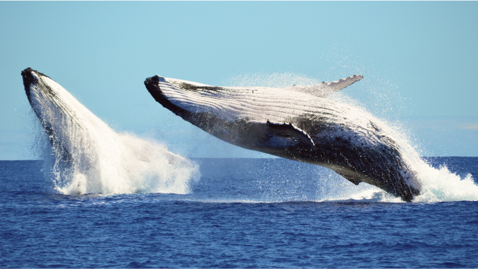 Two humpback whales jumping out of the blue ocean