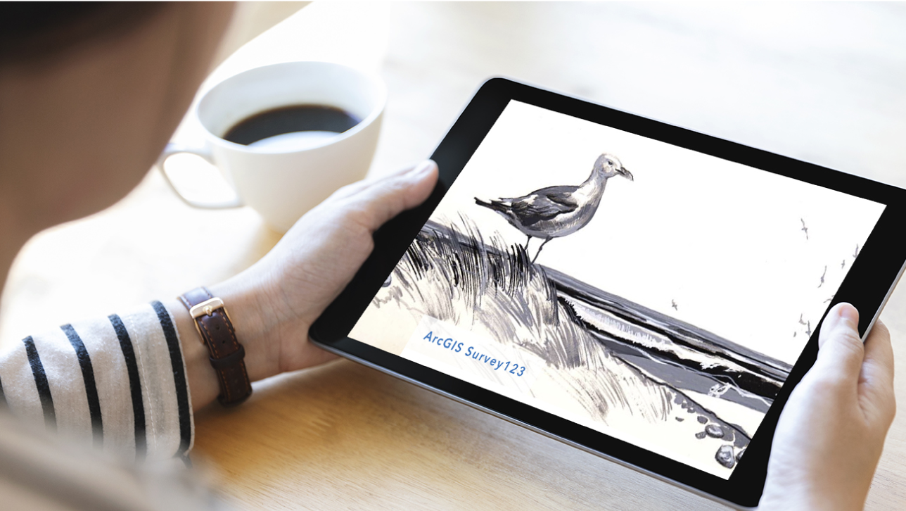 Hands holding a tablet displaying a black and white drawing of a seagull on a beach 