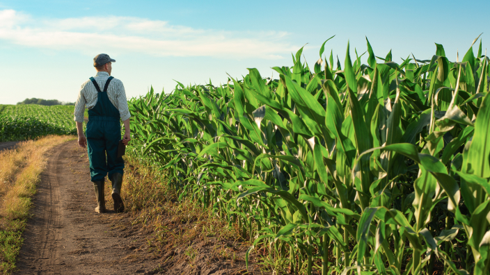 A person walking alongside the perimeter of a corn field