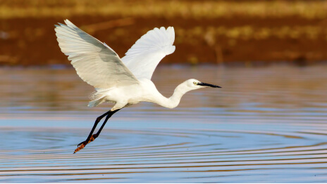 湖上を飛ぶ翼を広げた白い鳥 