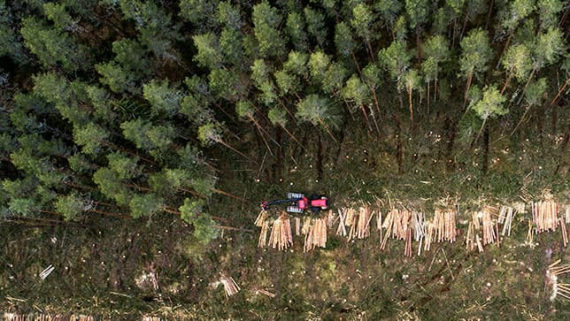 Overhead view of a forest and wood being harvested