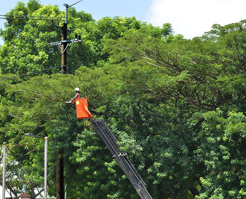 A worker in a cherry picker assessing a power line that runs through the branches of a tree