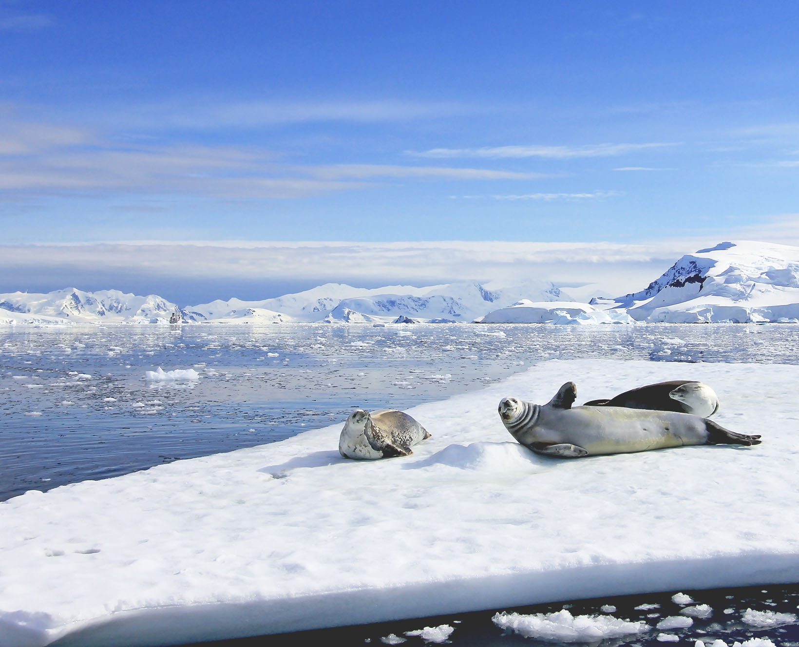 Three seals resting on the limited sea ice due to rising temperatures, changes that can be measured with location technology