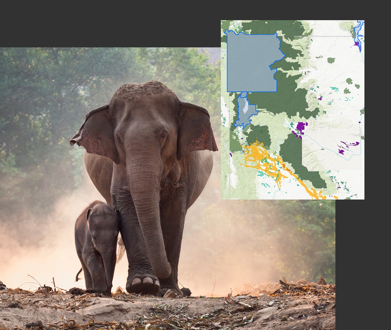 Elephant and baby elephant in the forest near an inset image of a green digital map