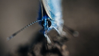 A closeup of a blue insect with large eyes and an antenna
