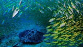 A school of fish and a stingray near the ocean floor