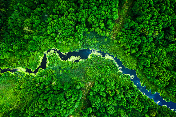 A river winding through a lush green forest