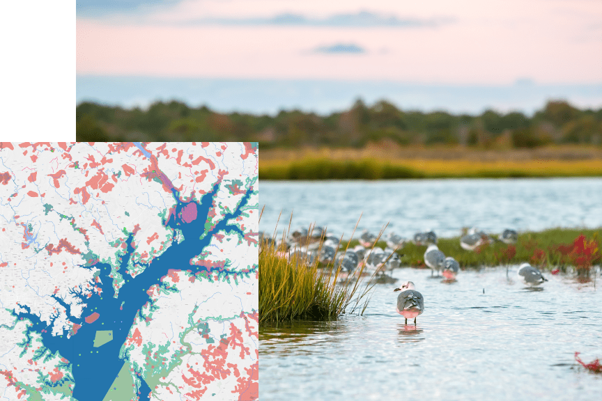 A ground-level photo of a flock of gray seagulls standing in rippling shallow blue water dotted with clumps of wild undergrowth with a meadow in the background, overlaid with a  lake map in blue, white, and red
